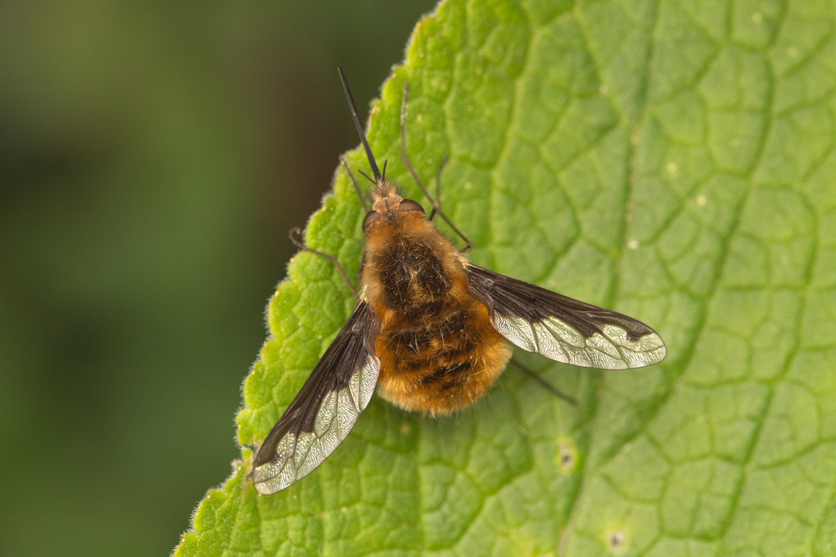 Bee Fly 3